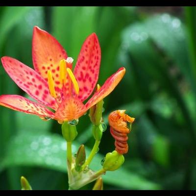 太陽花的品種？喜歡溫暖、陽光充足而干燥的環(huán)境，見陽光花開，早、晚、陰天閉合，故有"太陽花、午時花"之名。那么，太陽花的品種？一起來了解下吧。