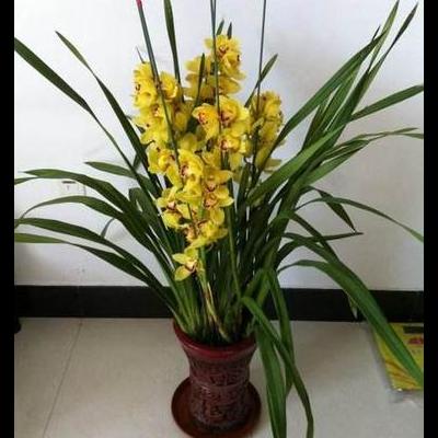 植物發(fā)財(cái)樹？<h2>植物發(fā)財(cái)樹</h2><p>發(fā)財(cái)樹類型發(fā)財(cái)樹一般指光瓜栗，屬常綠小喬木，原產(chǎn)于巴西，后來(lái)在中國(guó)華南、西南地區(qū)廣泛栽。那么，植物發(fā)財(cái)樹？一起來(lái)了解下吧。