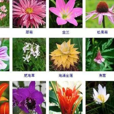 白前的別名？白前的別名這是白前，別名：芫花葉白前、石藍(lán)、嗽藥、水竹消、溪瓢羹、消結(jié)草，拉丁學(xué)名：Cynanc。那么，白前的別名？一起來(lái)了解下吧。