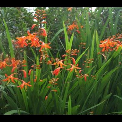 樸樹(shù)植物盆景？換盆后短期內(nèi)不必施肥。那么，樸樹(shù)植物盆景？一起來(lái)了解下吧。