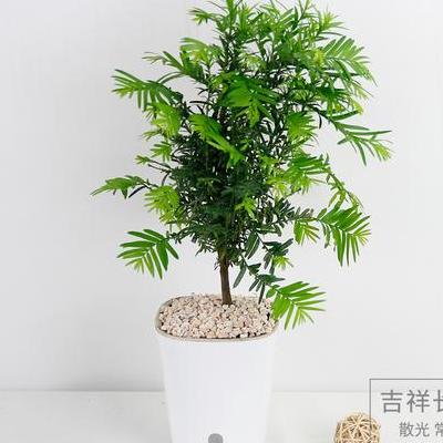 小蒼蘭怎么種？對(duì)氣候、陽(yáng)光、土壤要求不嚴(yán)，但以肥沃、疏松的砂質(zhì)壤土為佳，喜溫暖濕潤(rùn)的環(huán)境。那么，小蒼蘭怎么種？一起來(lái)了解下吧。