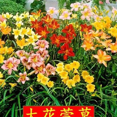 仙客來什么時(shí)候開花？一般秋季播種，10至11月份出苗，約20~30天出苗。那么，仙客來什么時(shí)候開花？一起來了解下吧。