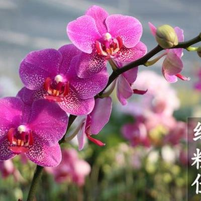 白日菊？在春光明媚百花爭艷的時候不浮躁，在屬于自己的季節(jié)里燦然怒放，釋放一種真實的心情，裝點出了一個多彩的世界。。那么，白日菊？一起來了解下吧。