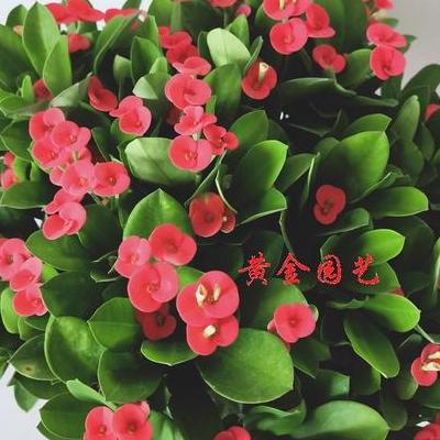 樸樹(shù)照片？http://www.pushu.net/dangan.htm去看看吧，你想知道的都在里面。那么，樸樹(shù)照片？一起來(lái)了解下吧。