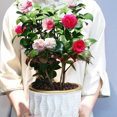 臘花？是波斯菊嗎？http://imgnews.baidu.com/i?ct=520093696&z=0&tn=baiduim。那么，臘花？一起來了解下吧。