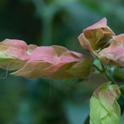 杜鵑花映山紅？映山紅是杜鵑科植物。那么，杜鵑花映山紅？一起來了解下吧。