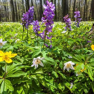 夏天植物有哪些？夏天開花的植物?有葵花、荷花、睡蓮、晚香玉、紫茉莉、百合、萱草、玉簪、美人蕉、白蘭花、梔子、紫藤、紫薇、錦葵、建蘭。那么，夏天植物有哪些？一起來了解下吧。