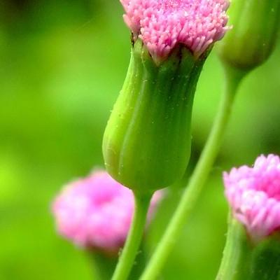 秋天的花有什么？菊花是中國十大名花之一，花中四君子（梅蘭竹菊）之一，也是世界四大切花（菊花、月季、康乃馨、唐菖蒲）之一，產(chǎn)量居首。那么，秋天的花有什么？一起來了解下吧。