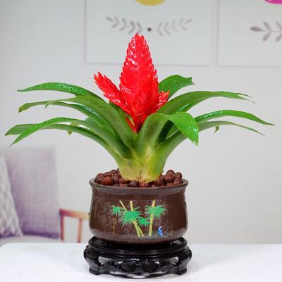 櫻桃樹幾月開花？花于3月與葉同放或葉后開花。應(yīng)該是3月份開花,比桃花晚點。。那么，櫻桃樹幾月開花？一起來了解下吧。