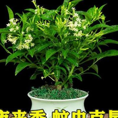 白色長(zhǎng)壽花？<h2>白色長(zhǎng)壽花</h2><p>1、白色長(zhǎng)壽花白色長(zhǎng)壽花的花期是在12月-4月，它被稱(chēng)為是一種壽星花，這種芍藥的花語(yǔ)含。那么，白色長(zhǎng)壽花？一起來(lái)了解下吧。