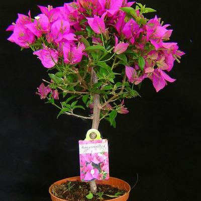 一年四季都盛開(kāi)的花是什么花？日香桂是桂花大家族中的珍品，四季長(zhǎng)青，抗逆性強(qiáng)，兩長(zhǎng)（營(yíng)養(yǎng)生長(zhǎng)和生殖生長(zhǎng)）共生，全年開(kāi)花期長(zhǎng)達(dá)240余天（成齡樹(shù)特性明顯），開(kāi)花旺期在中國(guó)當(dāng)年9月至次年4月底。那么，一年四季都盛開(kāi)的花是什么花？一起來(lái)了解下吧。