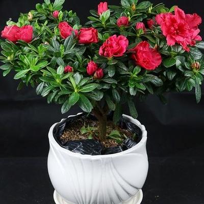 海帶是藻類植物嗎？海帶是藻類植物嗎A、藻類植物的結(jié)構(gòu)簡單，無根、莖、葉的分化，大多生活在水中，少數(shù)生活在陸地的陰濕。那么，海帶是藻類植物嗎？一起來了解下吧。