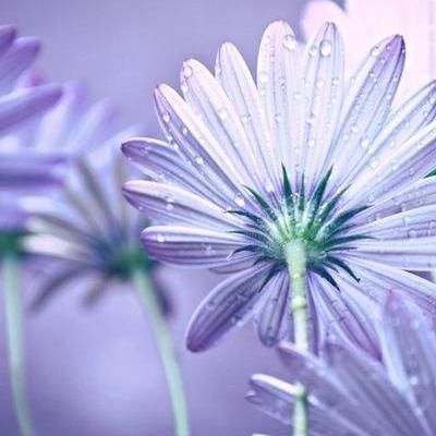 垂柳樹？花：每年的2~3月開花，花序是屬于葇荑花序，雄花序長2~4cm，雌花序長約2cm。那么，垂柳樹？一起來了解下吧。