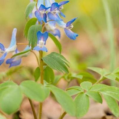 雪割草？雪割草是日本雪割草是與櫻花齊名的，日本更是不允許出口雪割草的，所以除了日本外其它國家相當(dāng)稀少。那么，雪割草？一起來了解下吧。