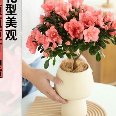 常見藤本植物？現(xiàn)存的蕨類植物，除熱帶樹蕨外，大多數(shù)是生于山區(qū)的多年生草本，在經(jīng)濟(jì)上有多種用途，現(xiàn)簡(jiǎn)要的介紹如下：1、藥用：蕨類植物中，有許多種類自古以來就被廣泛的用于醫(yī)藥上，為人民治療各種疾病，如杉蔓石松能祛風(fēng)濕，舒筋活血；節(jié)節(jié)草能治化膿性骨髓炎；烏蕨可治菌痢、急性腸炎，長(zhǎng)柄石韋可治急、慢性腎炎、腎盂腎炎等；綿馬鱗毛蕨和其許多近親種可治牛羊的肝蛭病等。那么，常見藤本植物？一起來了解下吧。