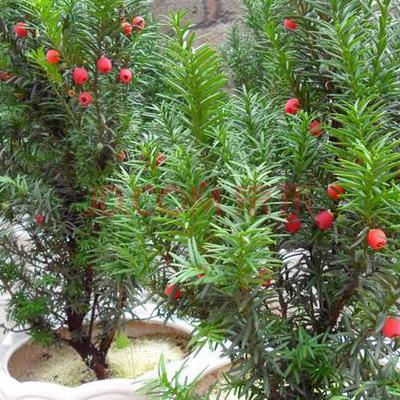 黃石市花？黃山杜鵑（學(xué)名：Rhododendronanhweiense）常綠灌木，葉卵狀披針形或卵狀橢圓形，葉互生，全緣，稀有不明顯的小齒，花梗較長(zhǎng)，長(zhǎng)1.7-2.5厘米，近于無(wú)毛，花萼和子房近于無(wú)毛。那么，黃石市花？一起來(lái)了解下吧。