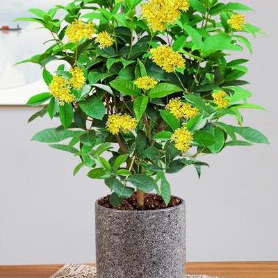 植物受精的過(guò)程？當(dāng)精核進(jìn)入胚囊后，一枚精核與卵核接合而成為接合子;另一枚精核與極核結(jié)合，發(fā)育成三倍體的胚乳核，這種現(xiàn)象稱為雙重受精。那么，植物受精的過(guò)程？一起來(lái)了解下吧。