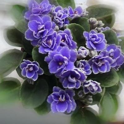 代表好運(yùn)的花？。那么，代表好運(yùn)的花？一起來了解下吧。