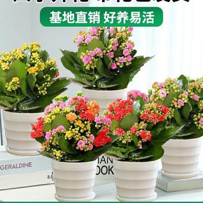 南通藍(lán)印花布？濠東路81號南通藍(lán)印花布博物館..里面的藍(lán)印花布算是國內(nèi)最全的了..而且是國家級非物質(zhì)文化遺產(chǎn),不會有機器印的藍(lán)印花布出。那么，南通藍(lán)印花布？一起來了解下吧。