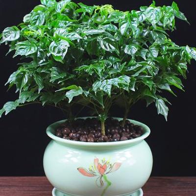 狗牙花怎么修剪？狗牙花的栽培基質(zhì)一般的園土或塘泥，定植地栽或盆栽，但以地栽為主。那么，狗牙花怎么修剪？一起來(lái)了解下吧。