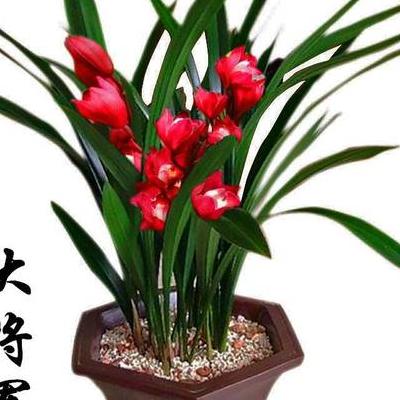 什么植物能驅(qū)蚊子(驅(qū)蚊植物有哪些)