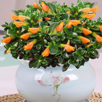 羊齒植物？http://www.jnflowers.com/pf/product.asp?id=519。那么，羊齒植物？一起來了解下吧。