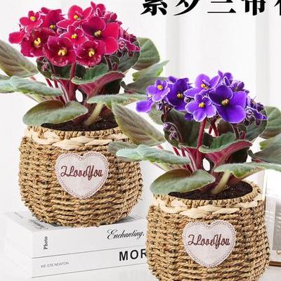 臘梅花怎么扦插？可以剪取植物的莖、葉、根、芽等(在園藝上稱插穗)，或插入土中、沙中，或浸泡在水中，等到生根后就可栽種，使之成為獨(dú)立的新植株。那么，臘梅花怎么扦插？一起來了解下吧。