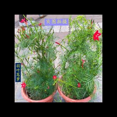 鄉(xiāng)土植物？葉3~5螺紋,長(zhǎng)圓狀倒卵形橢圓形的或,側(cè)脈下面,葉柄非常短。那么，鄉(xiāng)土植物？一起來了解下吧。